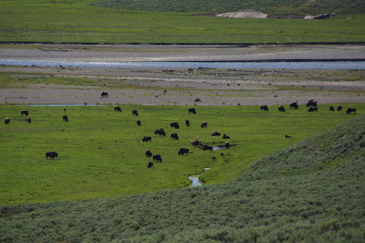 bison herd