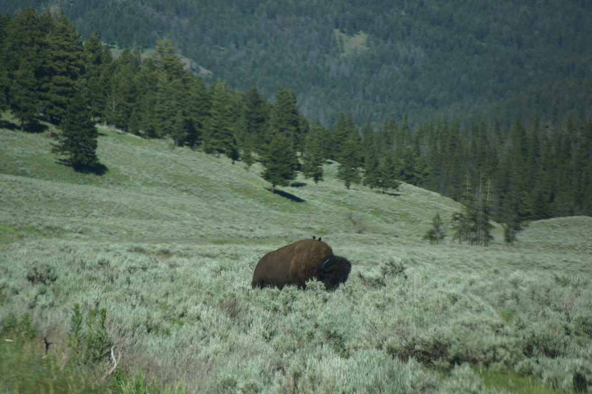 bison with oxpeckers