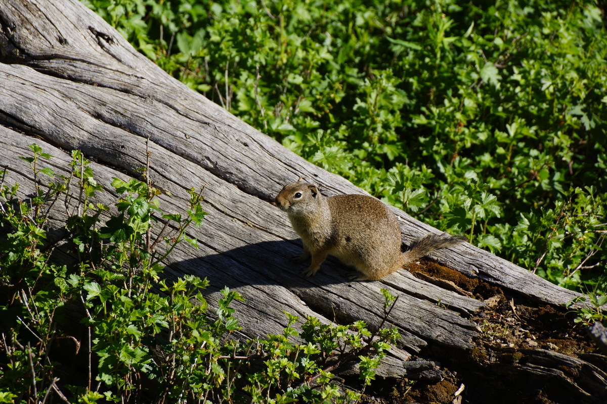 gopher