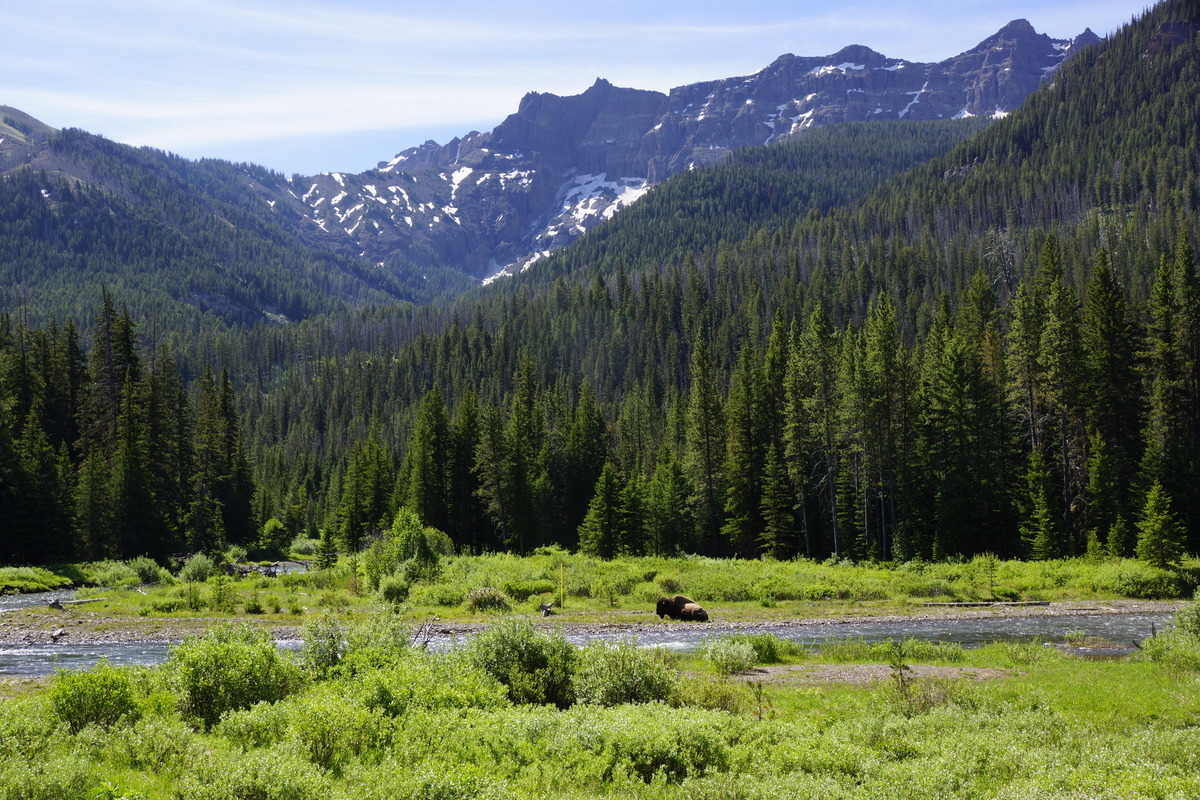 bison and mountain