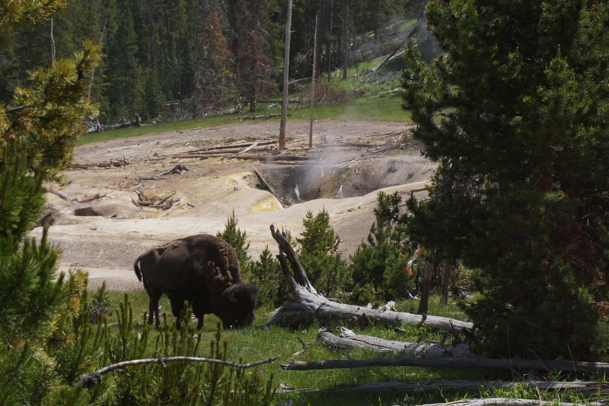 bison by fumerole