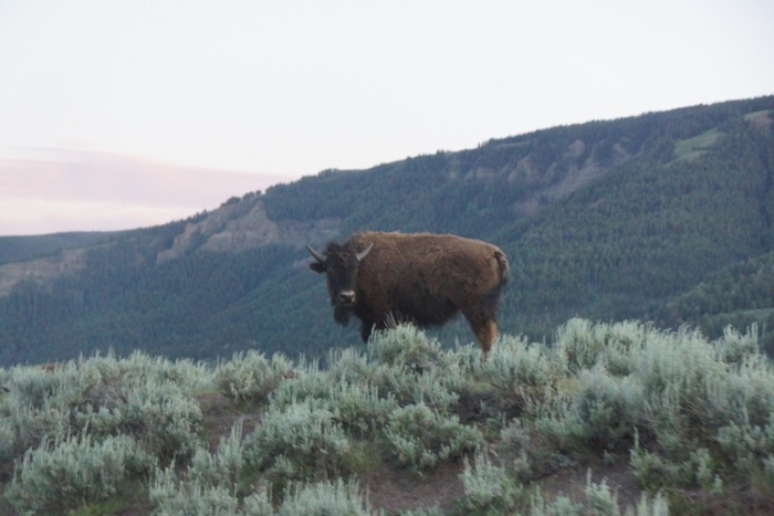 bison