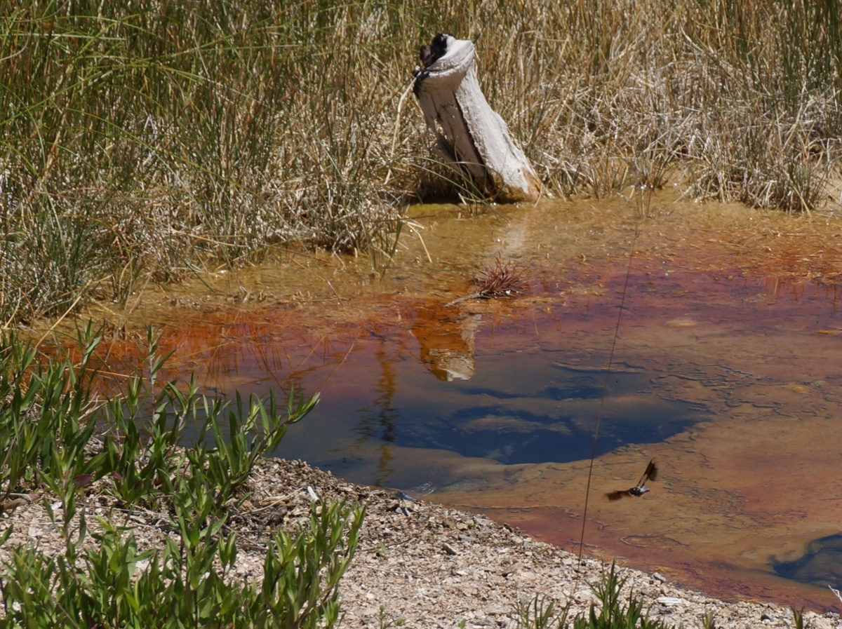 mineral pool