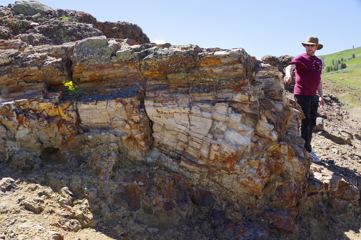 Random with petrified tree