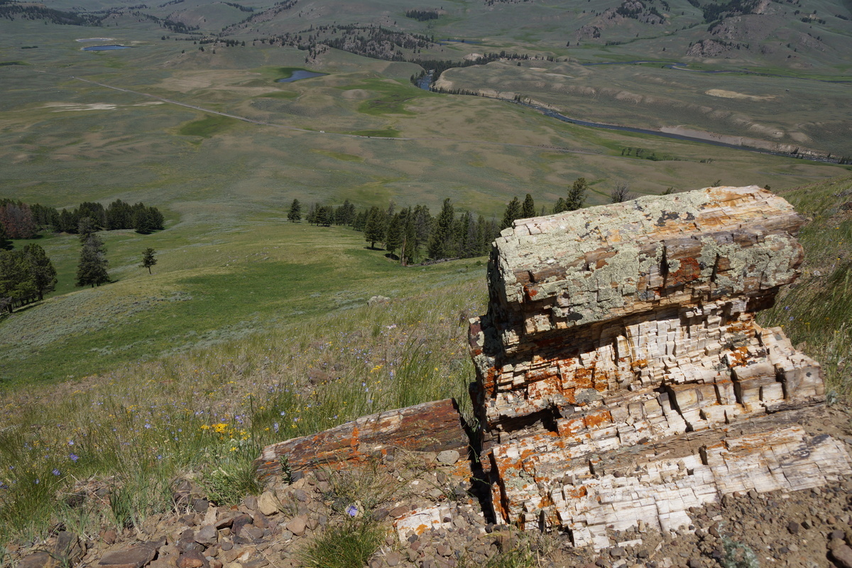 petrified log