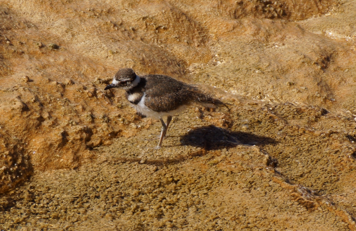 sandpiper