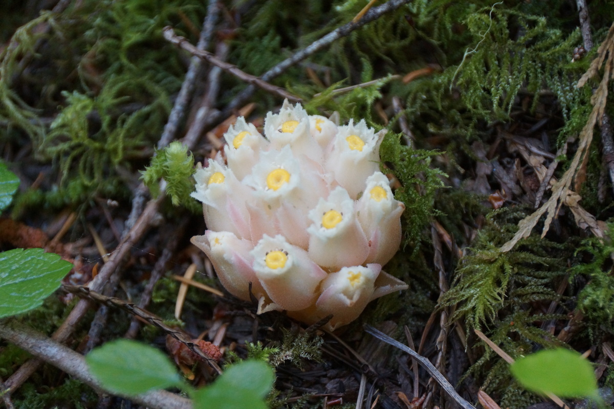 Indian Pipe