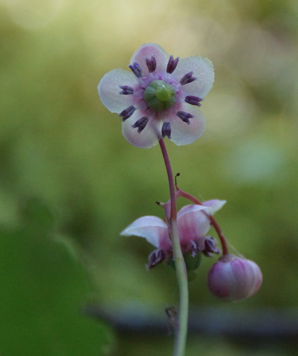 unidentified flower