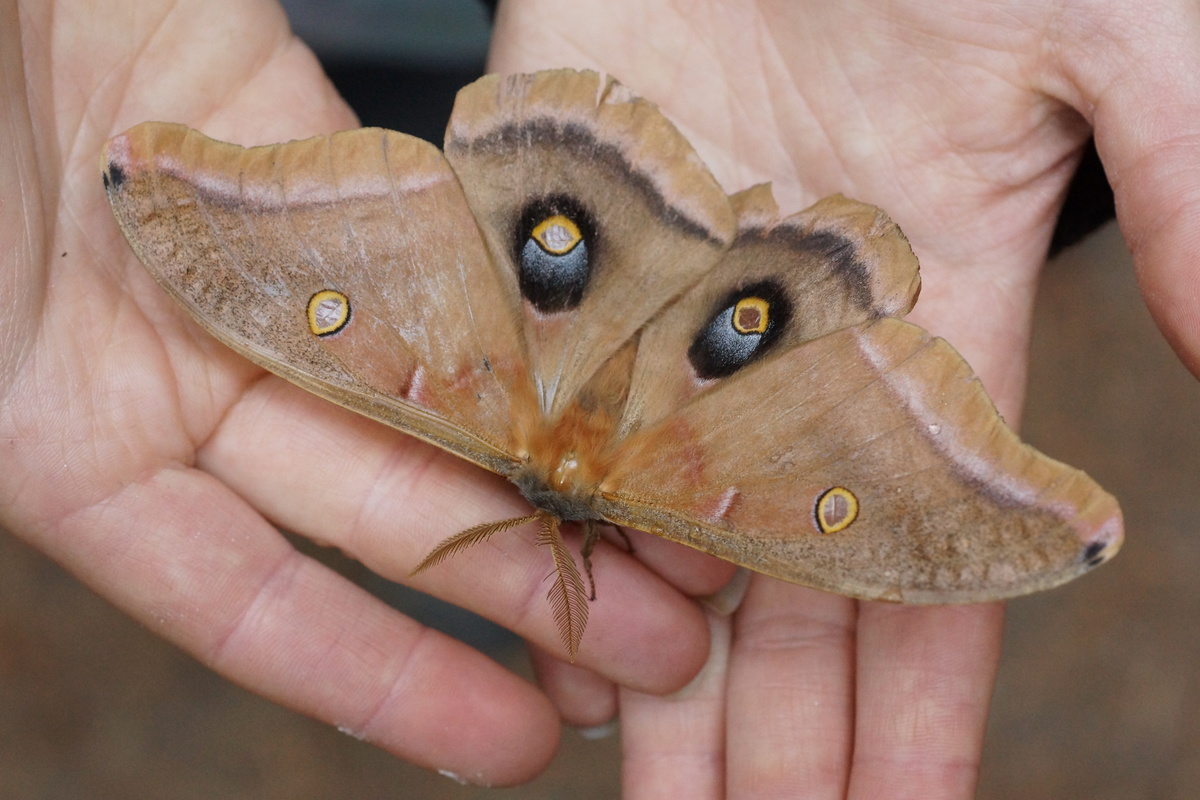 Antheraea polyphemus