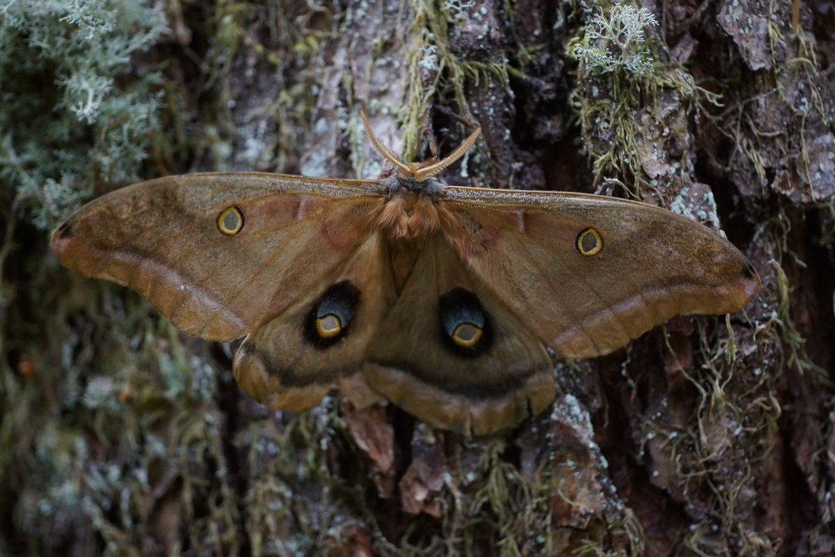 Antheraea polyphemus