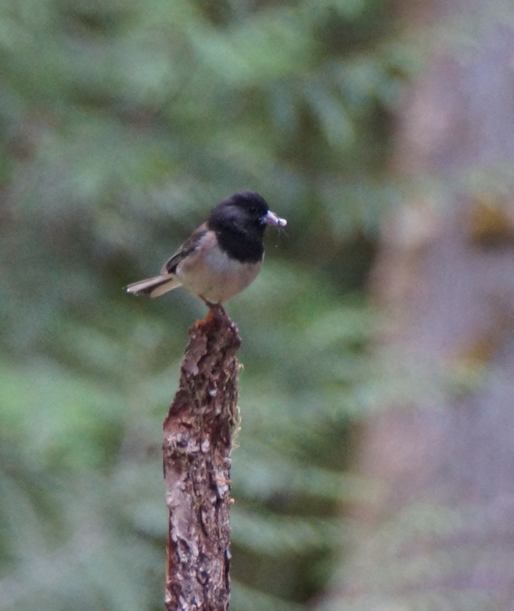 Oregon junco