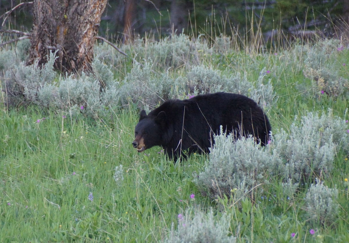 black bear