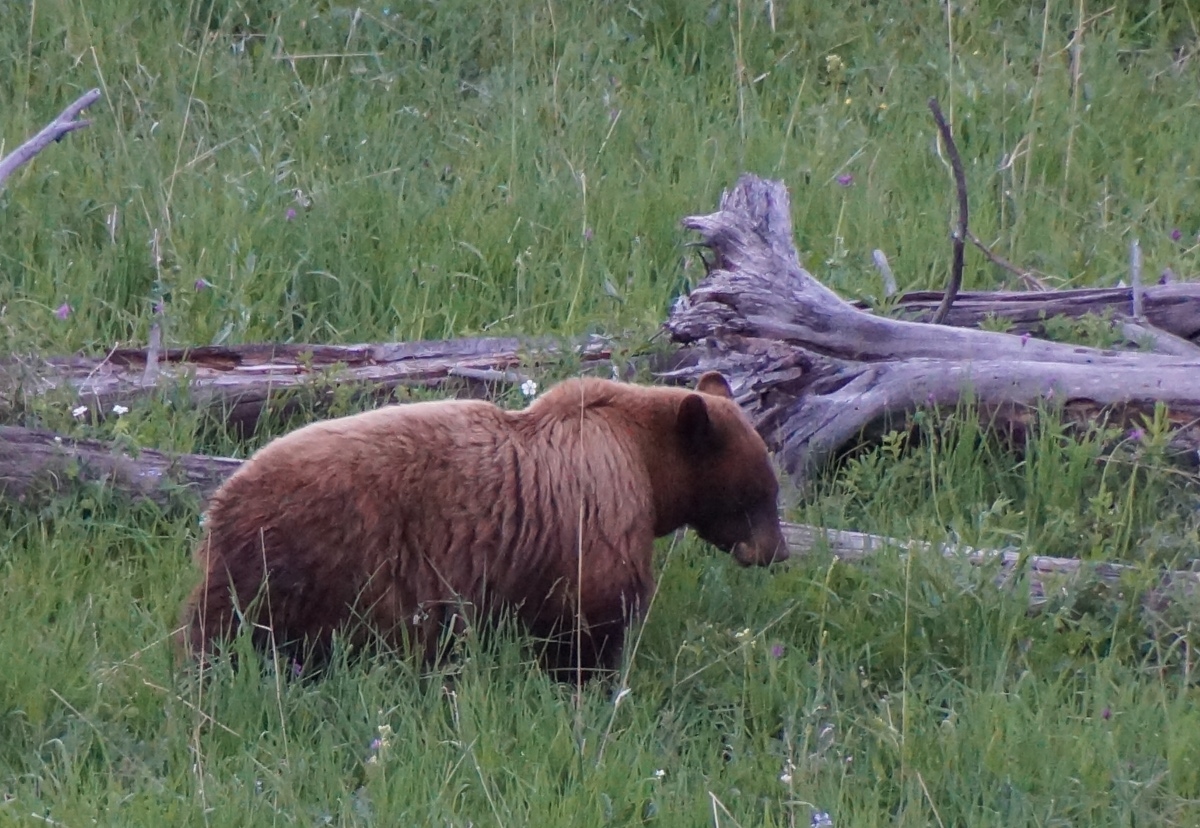 brown bear