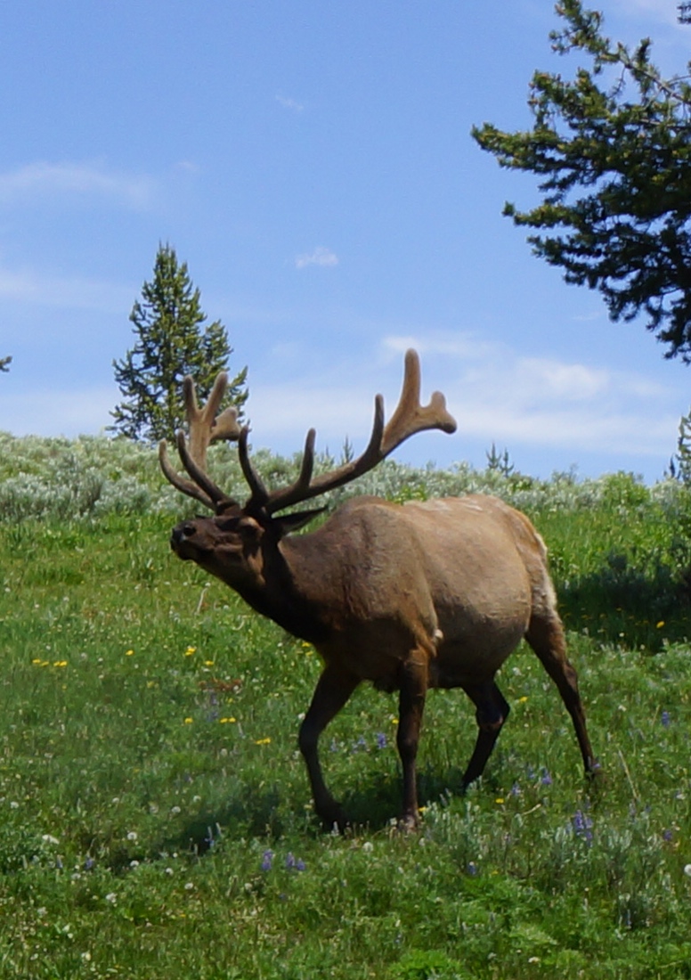 elk