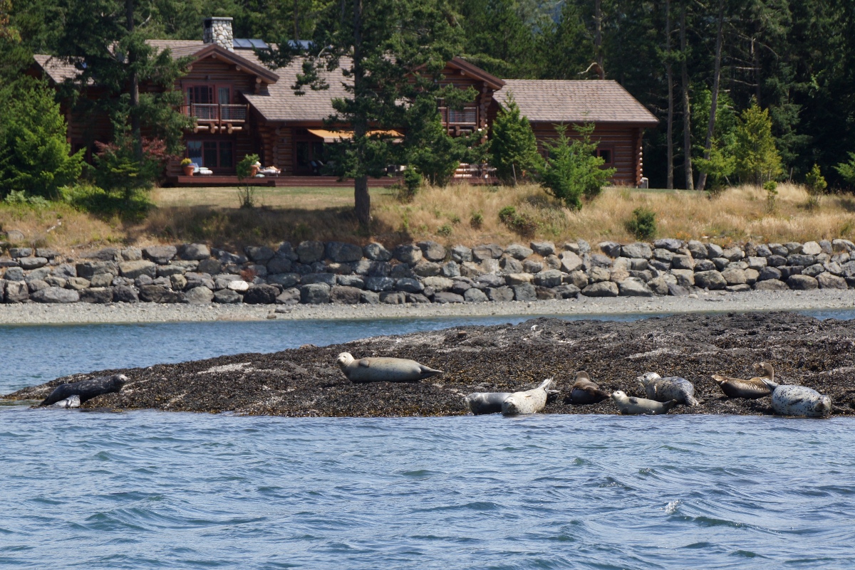 Harbor seals