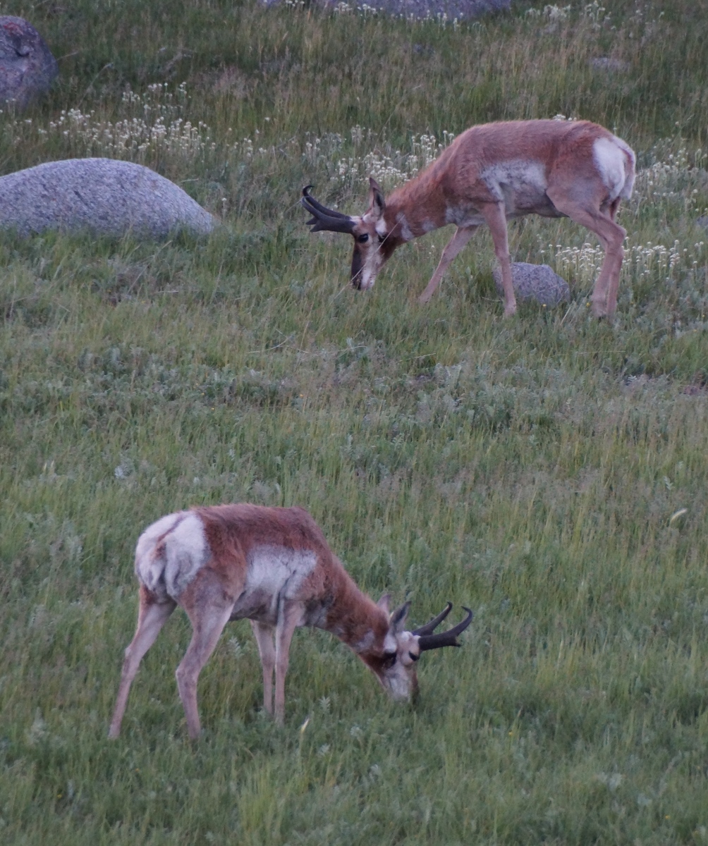 pronghorns