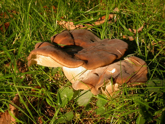 large brown mushroom