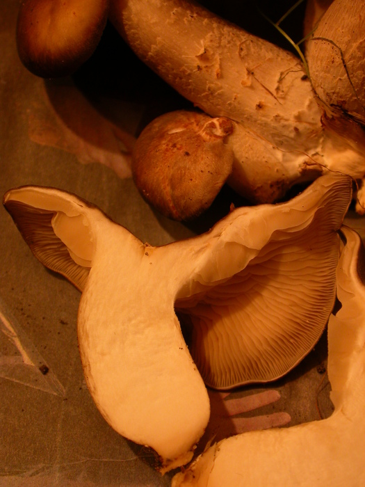 large brown mushroom