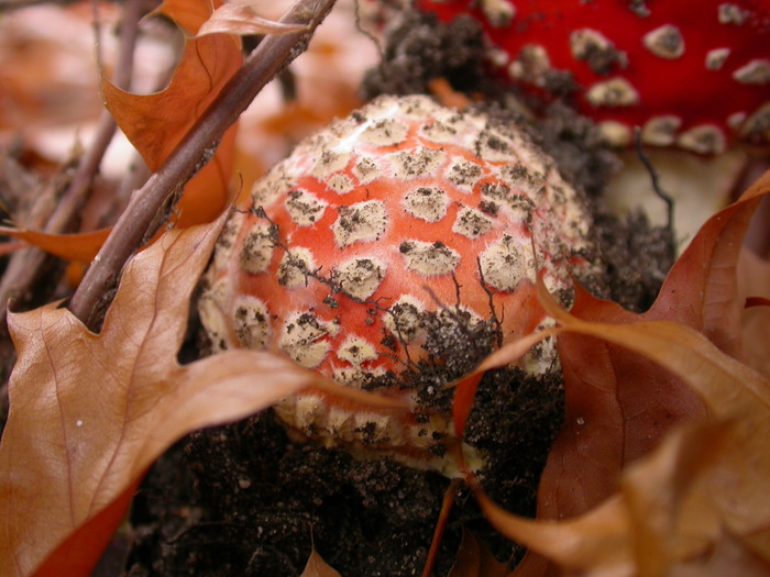 A. muscaria