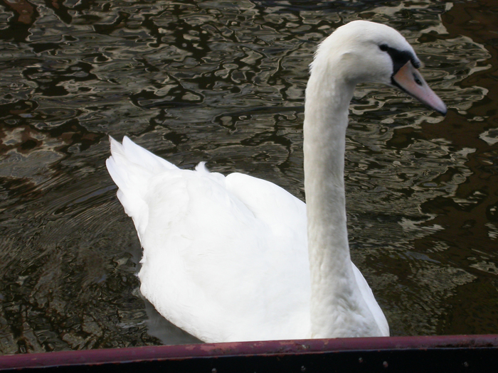 begging swan