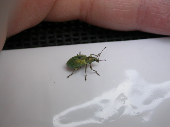 weevil