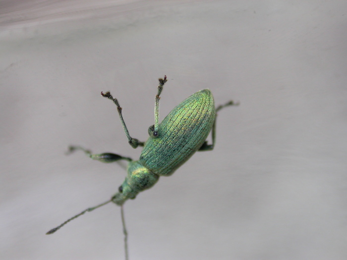 weevil