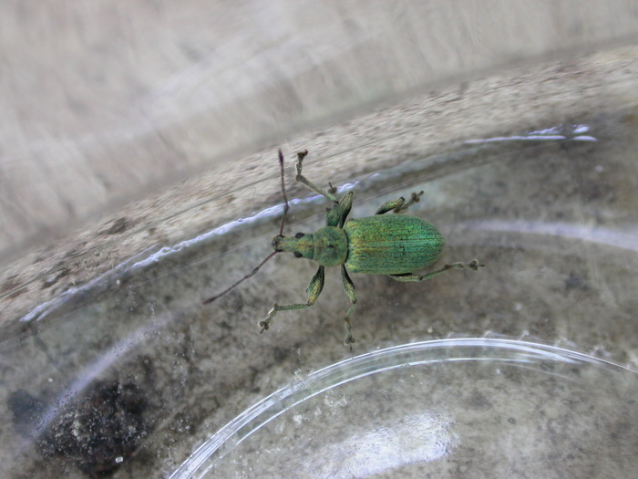 weevil