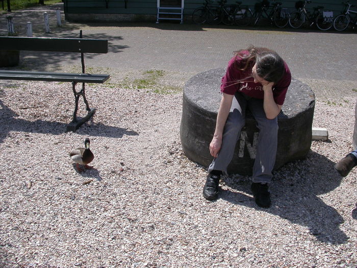 begging duck