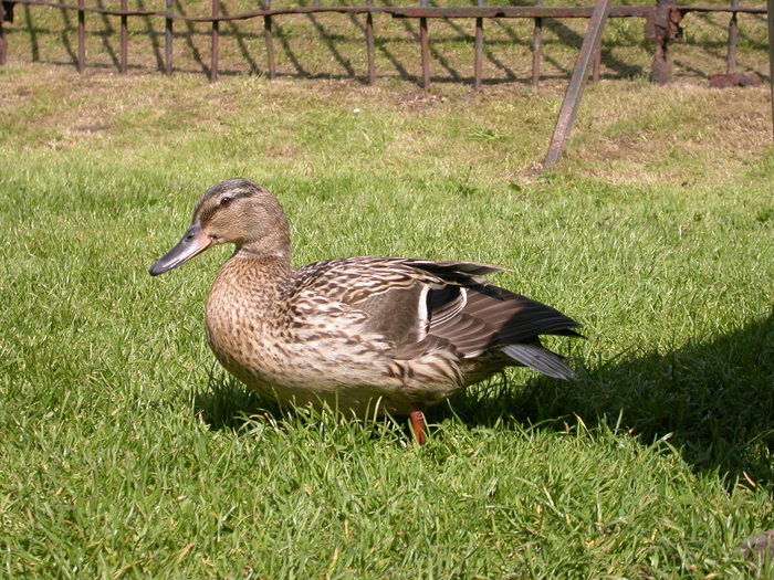 duck