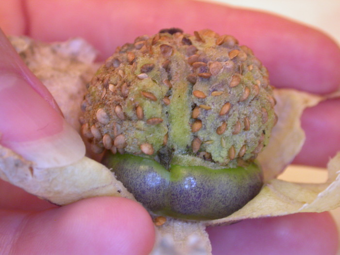 tomatillo brain