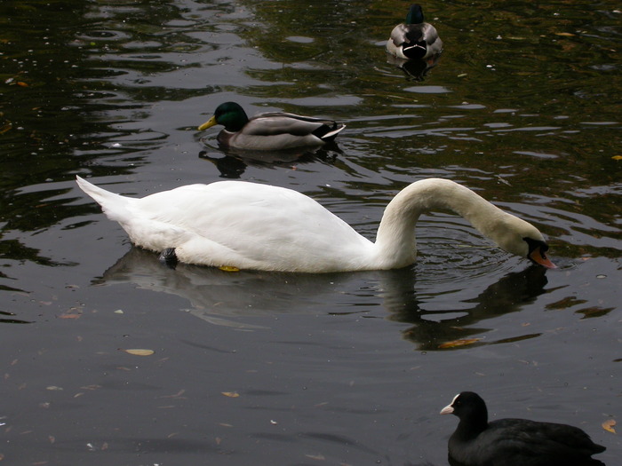 swan