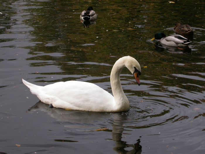 swan