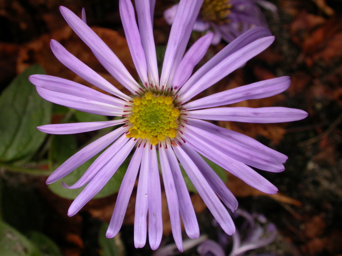 purple flower