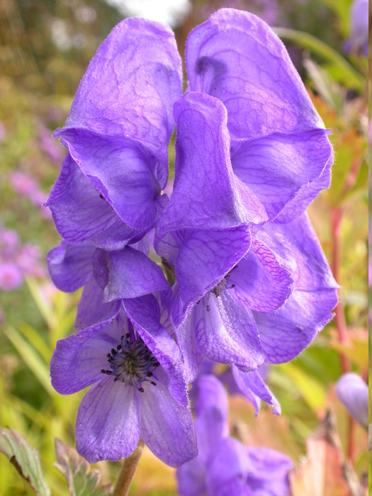 purple flowers