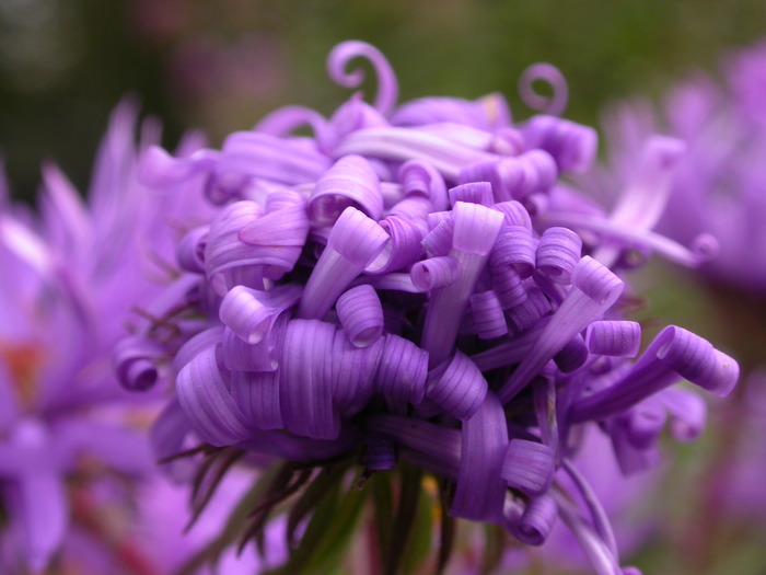 purple curls