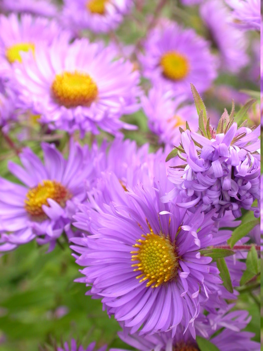 purple flowers