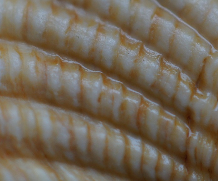 macro shell