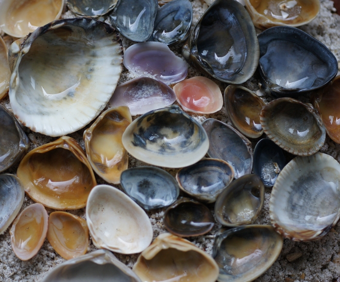 all shells undersides