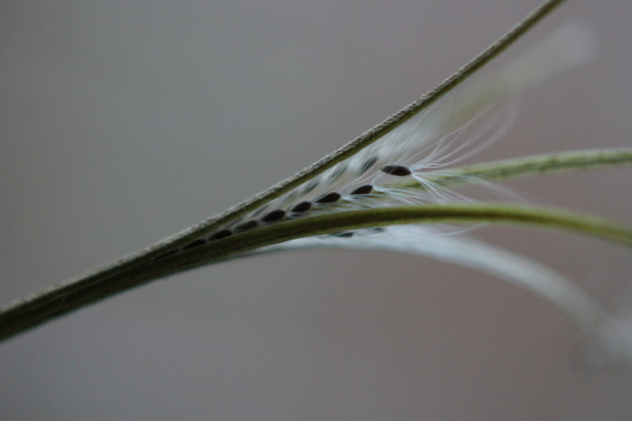 weed seeds