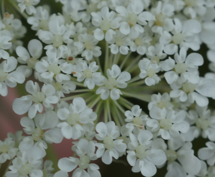 queen anne's lace