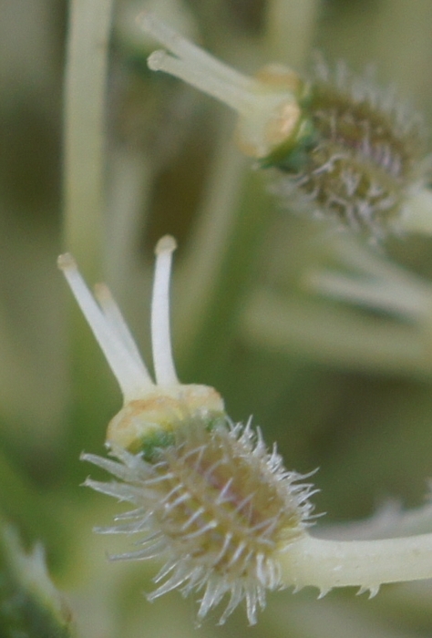 queen anne's lace seeds