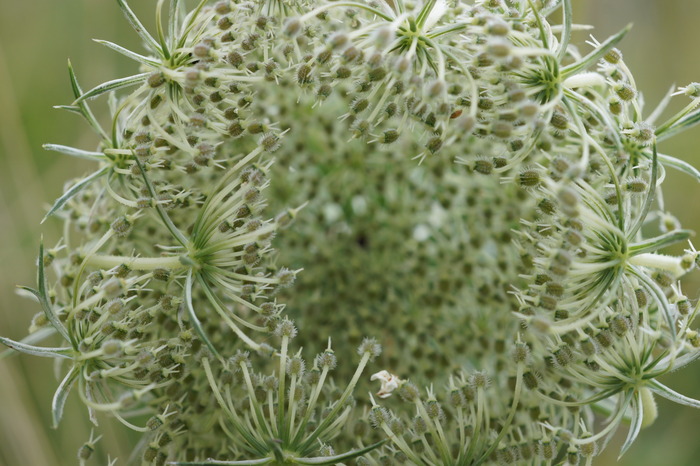 queen anne's lace bird's nest form