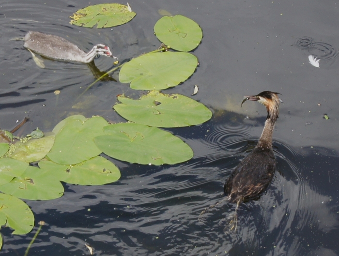 feeding baby grebe