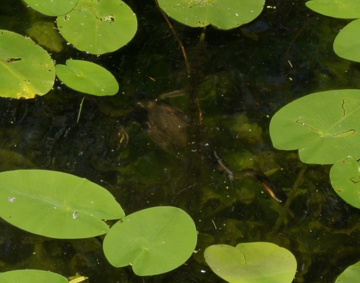 hunting grebe