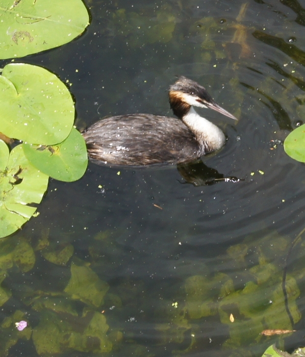 grebe