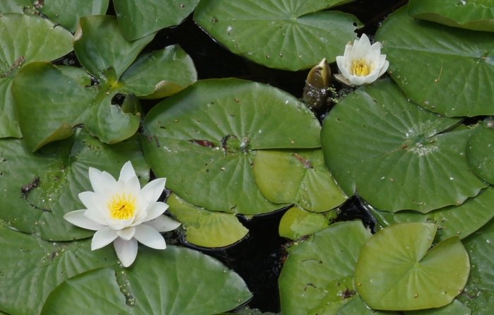 water lilies