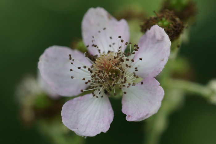 blackberry flower