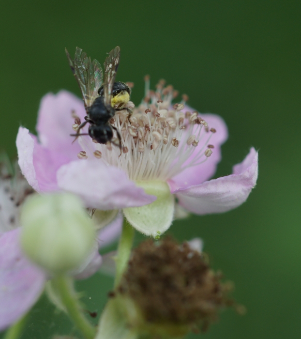 bee on blackberry