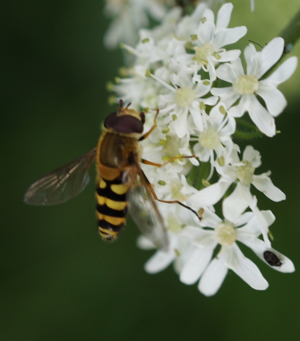 unknown bee on unknown flowers