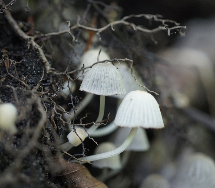 white wood-dwelling mushroom